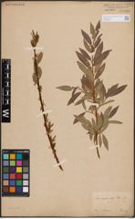 Foto von Salix daphnoides Vill.